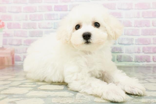 東京都のトイプードル(トイ) (Coo&RIKU広尾店/2026年6月23日生まれ/男の子/ペールフォーン)の子犬の3枚目の画像
