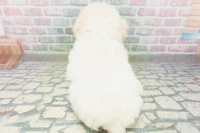 東京都のトイプードル(トイ) (Coo&RIKU広尾店/2026年6月23日生まれ/男の子/ペールフォーン)の子犬の4枚目の画像