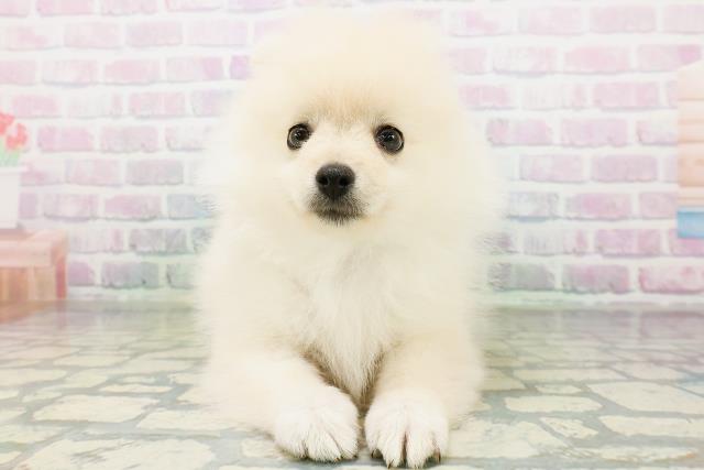 栃木県のポメラニアン (Coo&RIKU宇都宮店/2026年6月24日生まれ/男の子/クリーム)の子犬の1枚目の画像