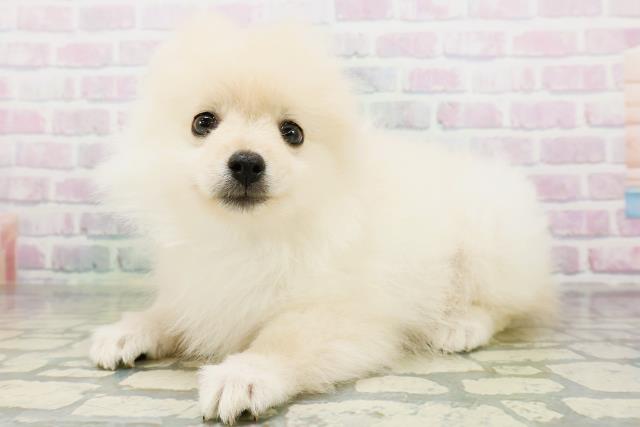栃木県のポメラニアン (Coo&RIKU宇都宮店/2026年6月24日生まれ/男の子/クリーム)の子犬の2枚目の画像