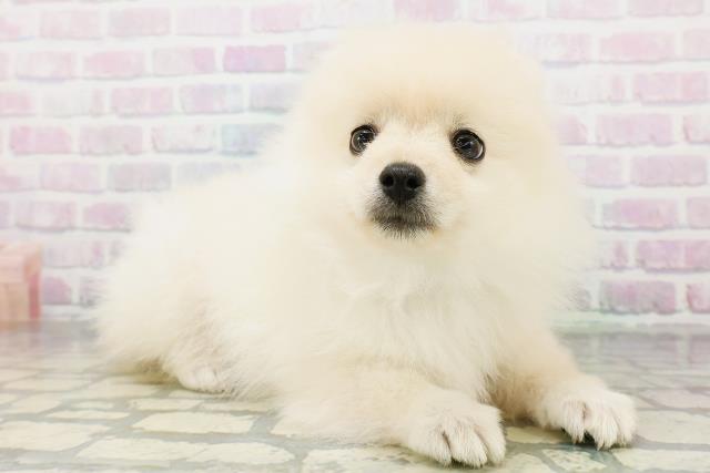 栃木県のポメラニアン (Coo&RIKU宇都宮店/2026年6月24日生まれ/男の子/クリーム)の子犬の3枚目の画像