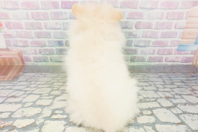 栃木県のポメラニアン (Coo&RIKU宇都宮店/2026年6月24日生まれ/男の子/クリーム)の子犬の4枚目の画像