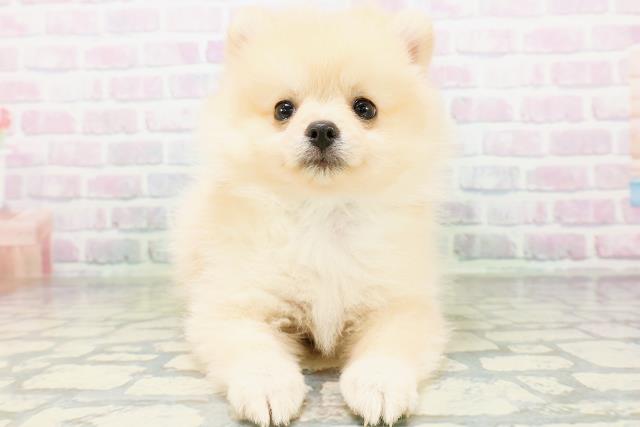 栃木県のポメラニアン (Coo&RIKUFKDインターパーク店/2026年6月24日生まれ/男の子/クリーム)の子犬の1枚目の画像