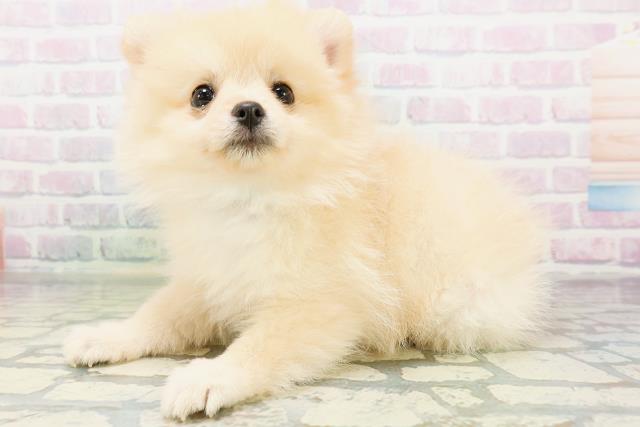 栃木県のポメラニアン (Coo&RIKUFKDインターパーク店/2026年6月24日生まれ/男の子/クリーム)の子犬の2枚目の画像