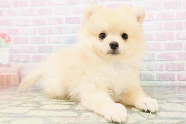 栃木県のポメラニアン (Coo&RIKUFKDインターパーク店/2026年6月24日生まれ/男の子/クリーム)の子犬の3枚目の画像