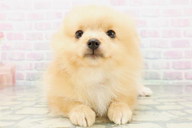 神奈川県のポメラニアン (Coo&RIKU藤沢店/2026年6月24日生まれ/男の子/オレンジ)の子犬の1枚目の画像