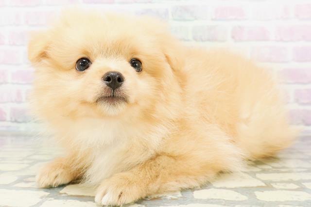 神奈川県のポメラニアン (Coo&RIKU藤沢店/2026年6月24日生まれ/男の子/オレンジ)の子犬の2枚目の画像