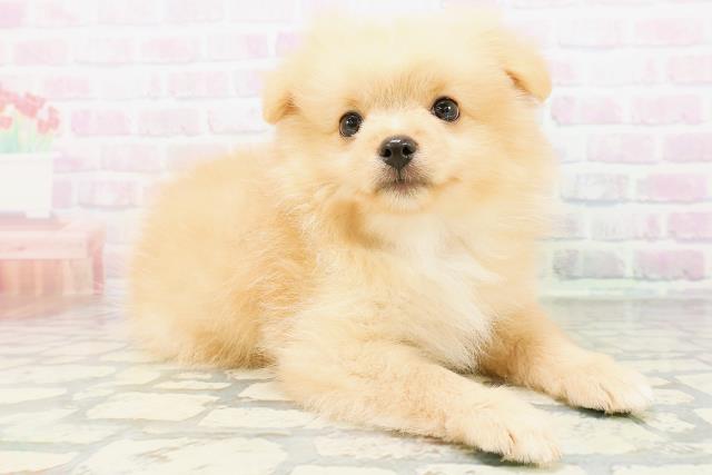 神奈川県のポメラニアン (Coo&RIKU藤沢店/2026年6月24日生まれ/男の子/オレンジ)の子犬の3枚目の画像
