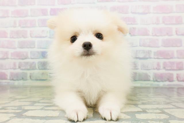 群馬県のポメラニアン (Coo&RIKU高崎店/2026年6月24日生まれ/女の子/パーティーカラー)の子犬の1枚目の画像