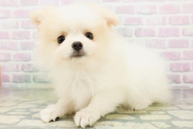 群馬県のポメラニアン (Coo&RIKU高崎店/2026年6月24日生まれ/女の子/パーティーカラー)の子犬の2枚目の画像