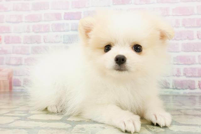 群馬県のポメラニアン (Coo&RIKU高崎店/2026年6月24日生まれ/女の子/パーティーカラー)の子犬の3枚目の画像