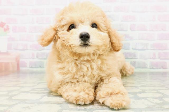 東京都のトイプードル(トイ) (Coo&RIKU武蔵小山店/2026年6月18日生まれ/女の子/ペールフォーン)の子犬の1枚目の画像
