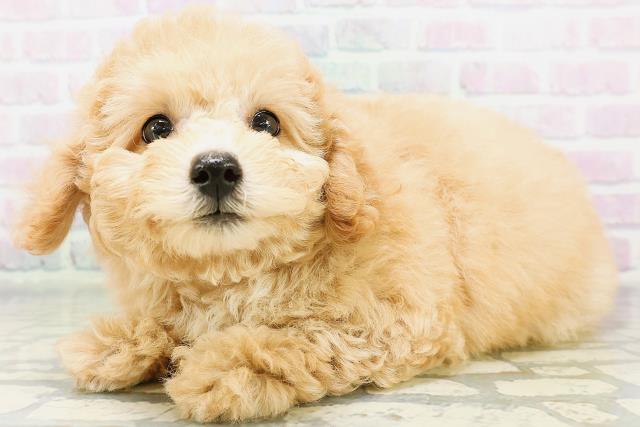 東京都のトイプードル(トイ) (Coo&RIKU武蔵小山店/2026年6月18日生まれ/女の子/ペールフォーン)の子犬の2枚目の画像