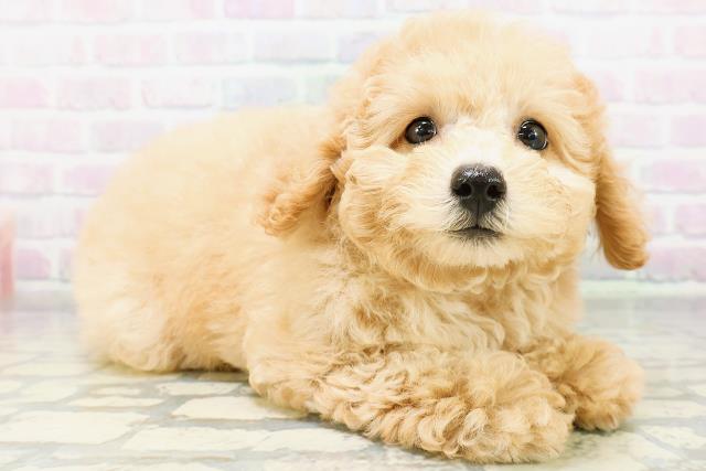 東京都のトイプードル(トイ) (Coo&RIKU武蔵小山店/2026年6月18日生まれ/女の子/ペールフォーン)の子犬の3枚目の画像