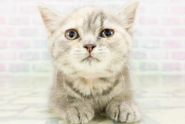 ブリティッシュショートヘアー