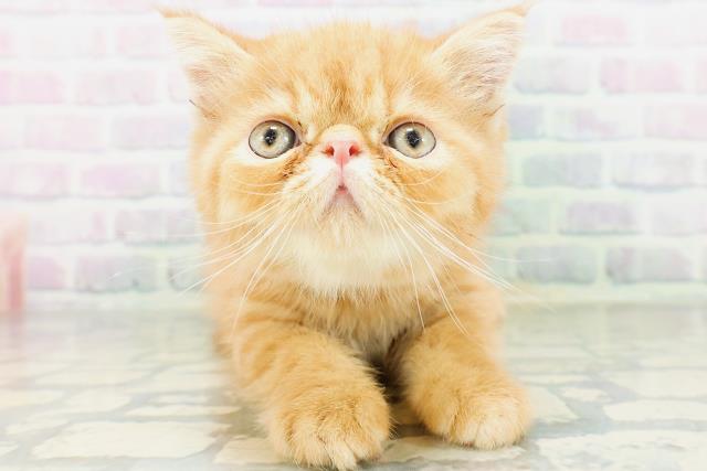 エキゾチック