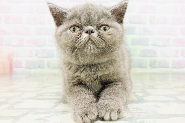 エキゾチック