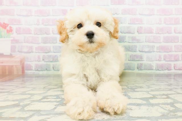 神奈川県のトイプードル(トイ) (Coo&RIKU江の島店/2026年6月18日生まれ/女の子/クリーム)の子犬の1枚目の画像