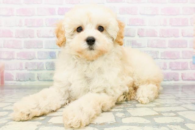 神奈川県のトイプードル(トイ) (Coo&RIKU江の島店/2026年6月18日生まれ/女の子/クリーム)の子犬の2枚目の画像
