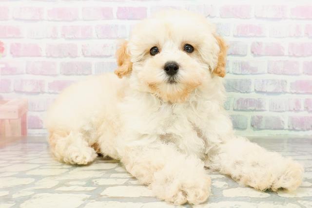 神奈川県のトイプードル(トイ) (Coo&RIKU江の島店/2026年6月18日生まれ/女の子/クリーム)の子犬の3枚目の画像