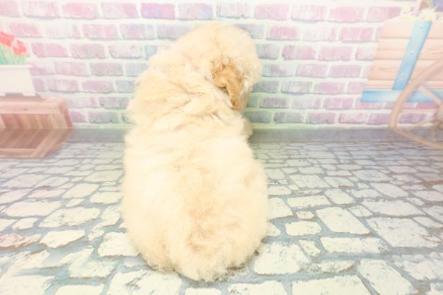 神奈川県のトイプードル(トイ) (Coo&RIKU江の島店/2026年6月18日生まれ/女の子/クリーム)の子犬の4枚目の画像