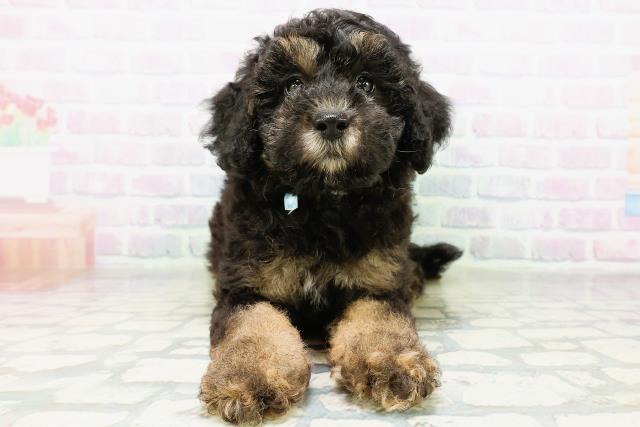 茨城県のトイプードル(トイ) (Coo&RIKU筑西店/2026年6月18日生まれ/男の子/ブラックタン)の子犬の1枚目の画像