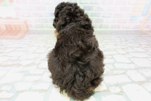 茨城県のトイプードル(トイ) (Coo&RIKU筑西店/2026年6月18日生まれ/男の子/ブラックタン)の子犬の4枚目の画像