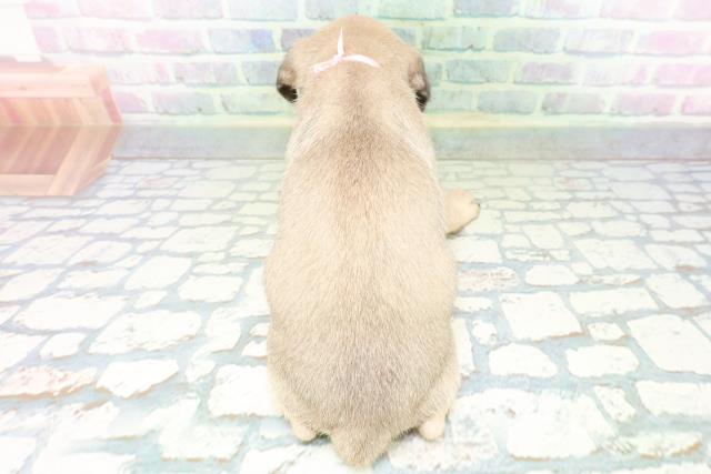 神奈川県のパグ (Coo&RIKU小田原店/2026年6月24日生まれ/女の子/フォーン)の子犬の4枚目の画像