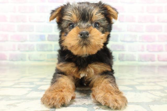 東京都のヨークシャーテリア (Coo&RIKU立川店/2026年6月23日生まれ/男の子/スチールブルータン)の子犬の1枚目の画像