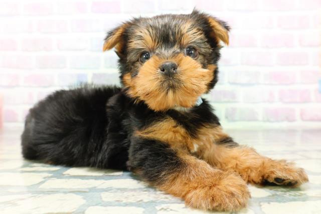 東京都のヨークシャーテリア (Coo&RIKU立川店/2026年6月23日生まれ/男の子/スチールブルータン)の子犬の3枚目の画像