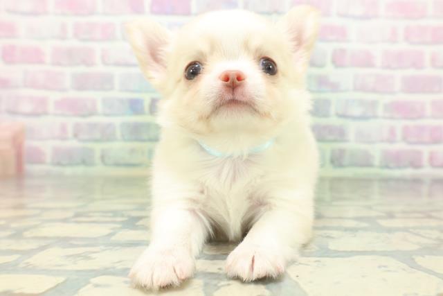 群馬県のチワワ(ロング) (Coo&RIKU伊勢崎店/2026年6月24日生まれ/男の子/クリーム)の子犬の1枚目の画像