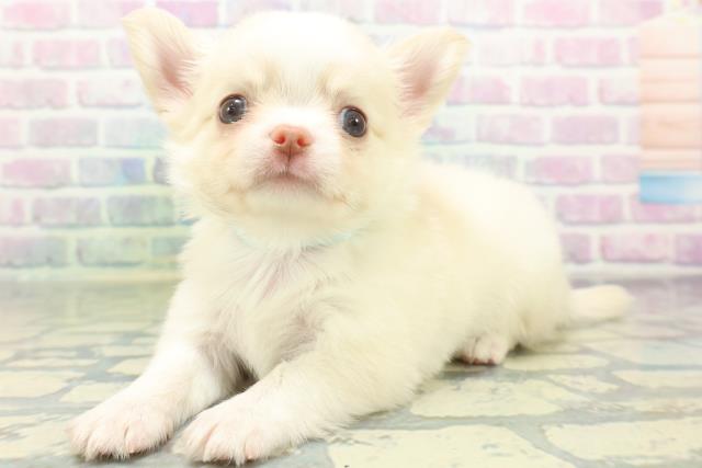 群馬県のチワワ(ロング) (Coo&RIKU伊勢崎店/2026年6月24日生まれ/男の子/クリーム)の子犬の2枚目の画像