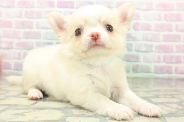 群馬県のチワワ(ロング) (Coo&RIKU伊勢崎店/2026年6月24日生まれ/男の子/クリーム)の子犬の3枚目の画像
