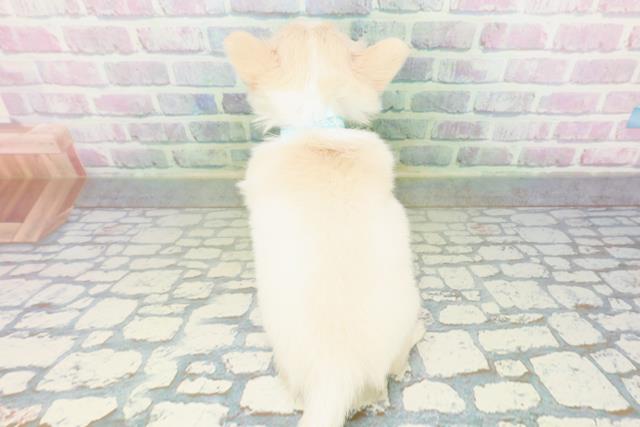 群馬県のチワワ(ロング) (Coo&RIKU伊勢崎店/2026年6月24日生まれ/男の子/クリーム)の子犬の4枚目の画像