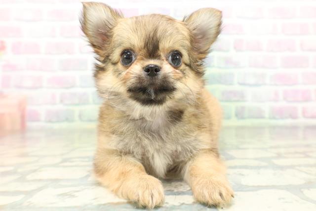 群馬県のチワワ(ロング) (Coo&RIKU前橋店/2026年6月25日生まれ/女の子/レッド)の子犬の1枚目の画像