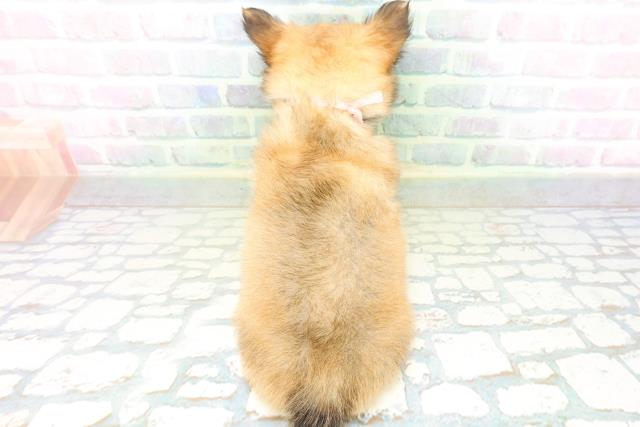 群馬県のチワワ(ロング) (Coo&RIKU前橋店/2026年6月25日生まれ/女の子/レッド)の子犬の4枚目の画像