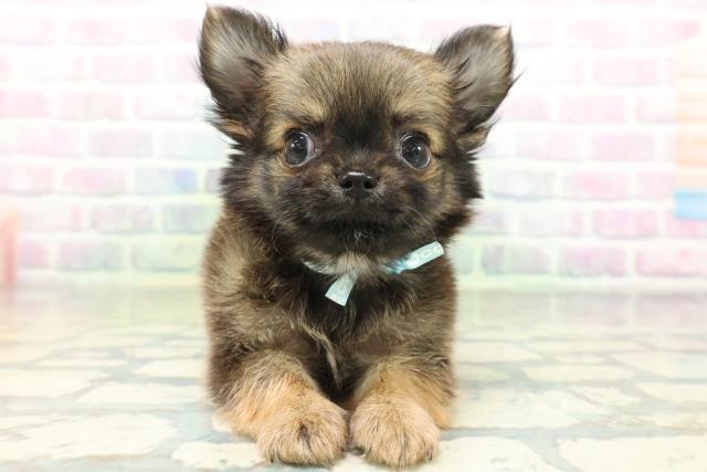 東京都のチワワ(ロング) (Coo&RIKU高円寺店/2026年6月25日生まれ/男の子/レッド)の子犬の1枚目の画像