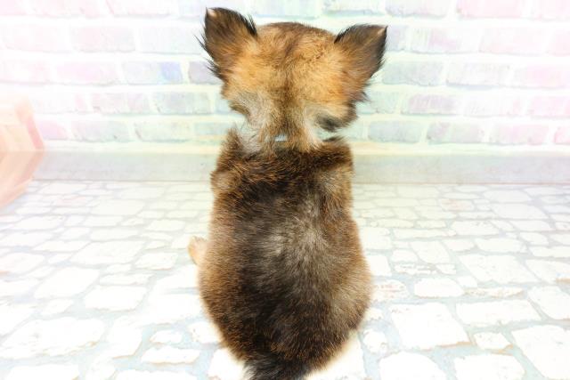 東京都のチワワ(ロング) (Coo&RIKU高円寺店/2026年6月25日生まれ/男の子/レッド)の子犬の4枚目の画像
