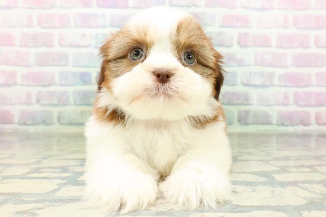 群馬県のシーズー (Coo&RIKU伊勢崎店/2026年6月24日生まれ/女の子/レバーホワイト)の子犬の1枚目の画像
