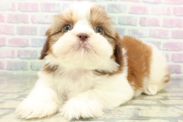 群馬県のシーズー (Coo&RIKU伊勢崎店/2026年6月24日生まれ/女の子/レバーホワイト)の子犬の2枚目の画像