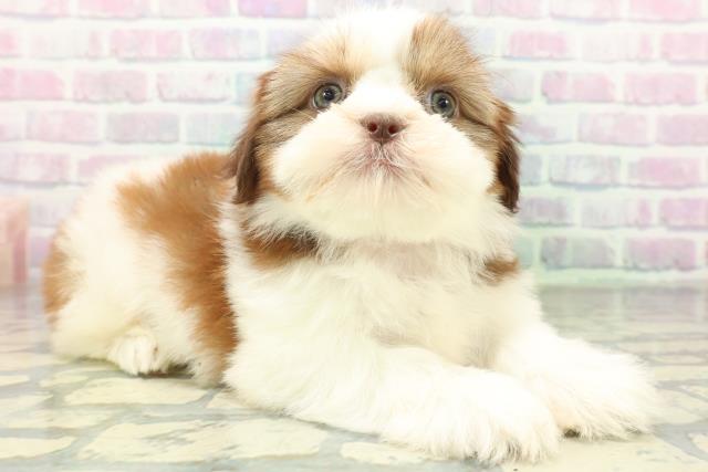 群馬県のシーズー (Coo&RIKU伊勢崎店/2026年6月24日生まれ/女の子/レバーホワイト)の子犬の3枚目の画像