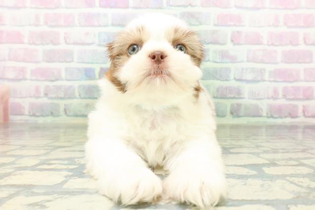 埼玉県のシーズー (Coo&RIKUアニマルケアセンター大宮/2026年6月24日生まれ/男の子/レバーホワイト)の子犬の1枚目の画像