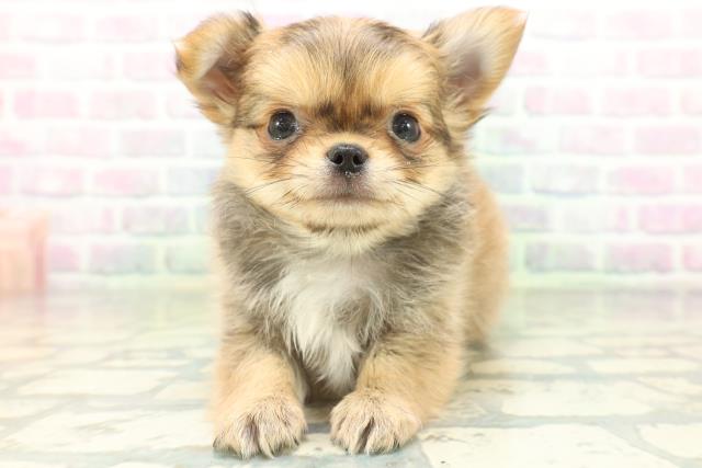 神奈川県のチワワ(ロング) (Coo&RIKU小田原店/2026年6月21日生まれ/男の子/フォーン)の子犬の1枚目の画像