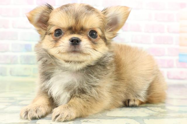 神奈川県のチワワ(ロング) (Coo&RIKU小田原店/2026年6月21日生まれ/男の子/フォーン)の子犬の2枚目の画像
