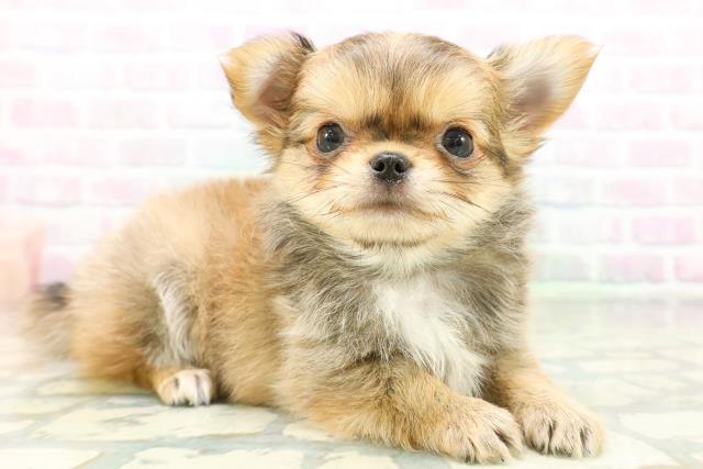 神奈川県のチワワ(ロング) (Coo&RIKU小田原店/2026年6月21日生まれ/男の子/フォーン)の子犬の3枚目の画像