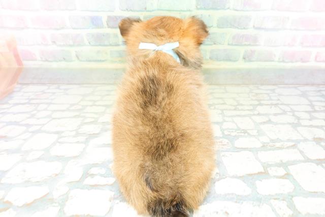 神奈川県のチワワ(ロング) (Coo&RIKU小田原店/2026年6月21日生まれ/男の子/フォーン)の子犬の4枚目の画像