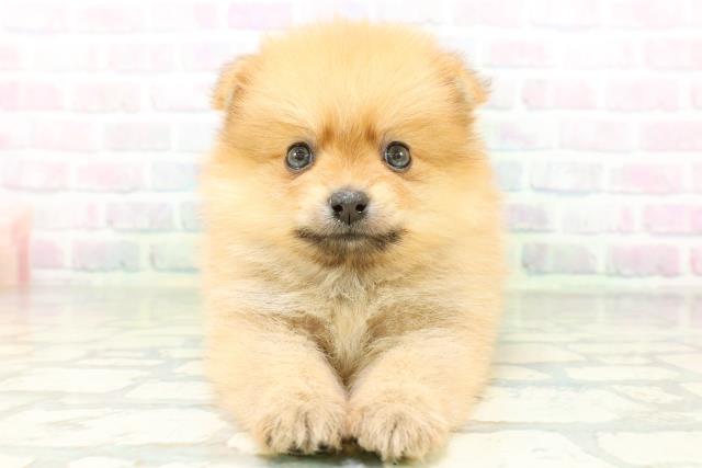 東京都のポメラニアン (Coo&RIKU広尾店/2026年6月25日生まれ/男の子/オレンジ)の子犬の1枚目の画像
