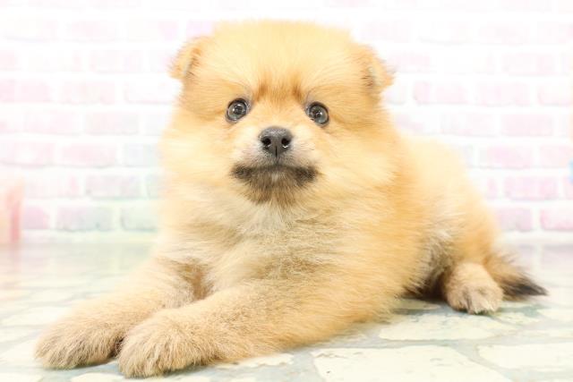 東京都のポメラニアン (Coo&RIKU広尾店/2026年6月25日生まれ/男の子/オレンジ)の子犬の2枚目の画像