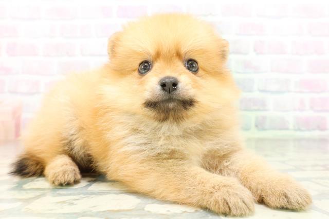 東京都のポメラニアン (Coo&RIKU広尾店/2026年6月25日生まれ/男の子/オレンジ)の子犬の3枚目の画像