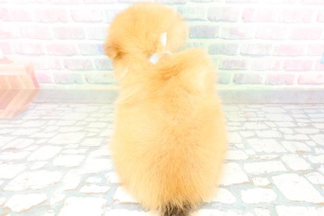 東京都のポメラニアン (Coo&RIKU広尾店/2026年6月25日生まれ/男の子/オレンジ)の子犬の4枚目の画像